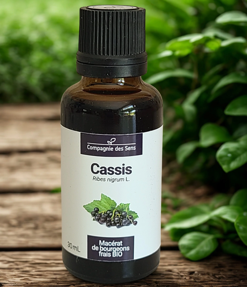 Macérat de Bourgeons de Cassis